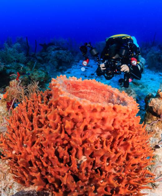 A Closed Circuit Rebreather Diver with a Camera